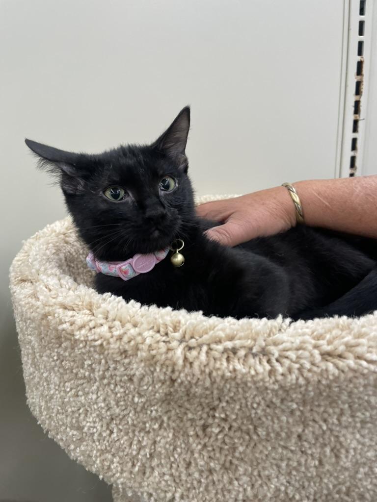 Lottoportofino Petsmart