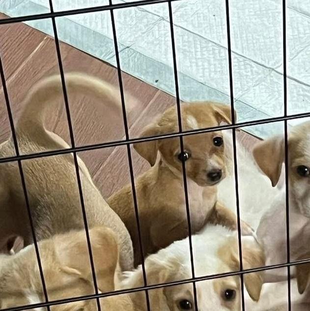 Thumbelina The Basset Puppy