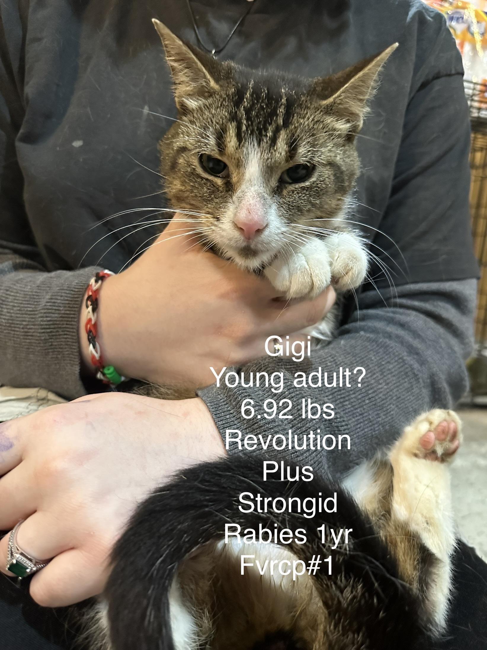 An adult medium-sized female Domestic Short Hair cat named Gigi for adoption in Grand Rapids, MI