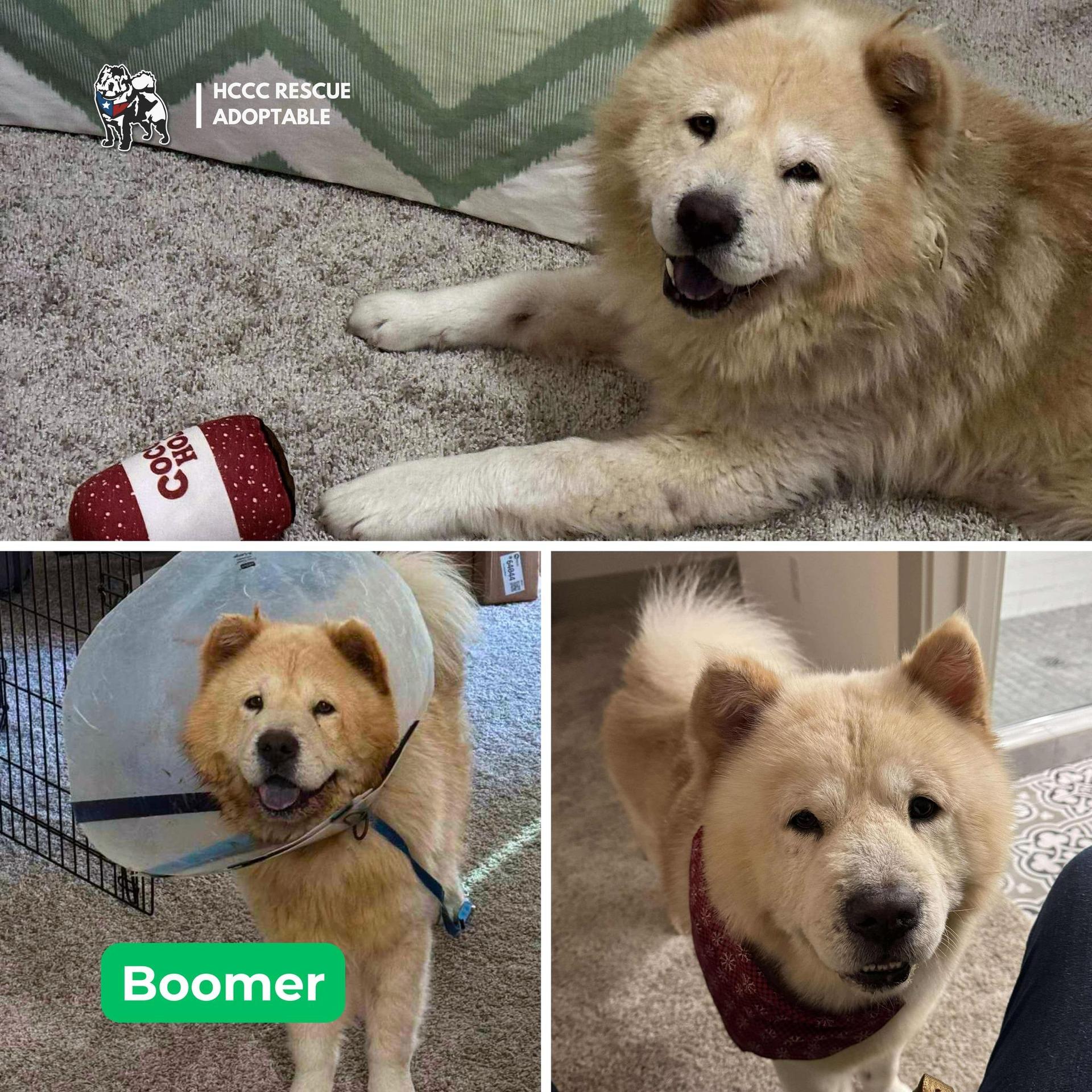 A senior large-sized male Yellow / Tan / Blond / Fawn Chow Chow dog named Boomer for adoption in Houston, TX