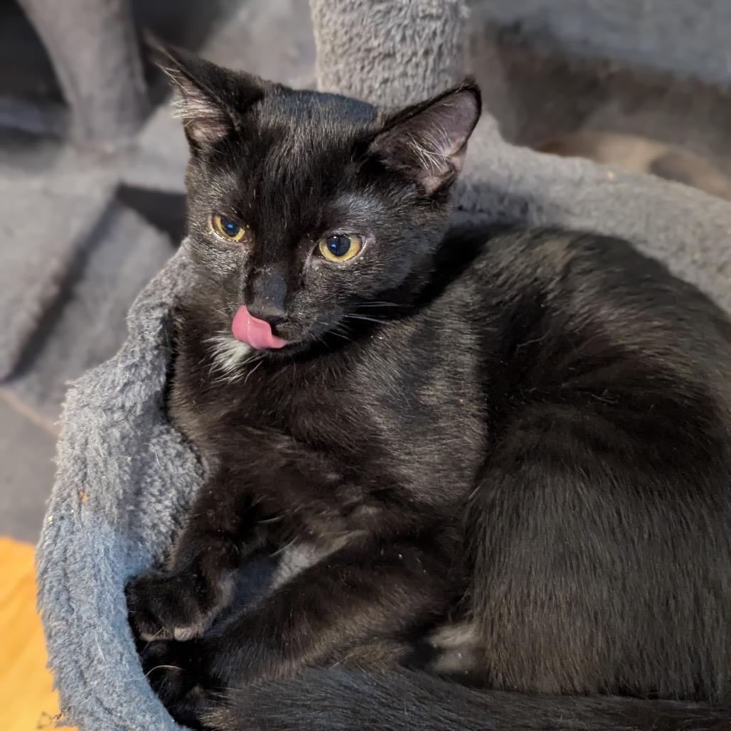 A young small-sized male Black Domestic Short Hair cat named Sky for adoption in Ashland, VA