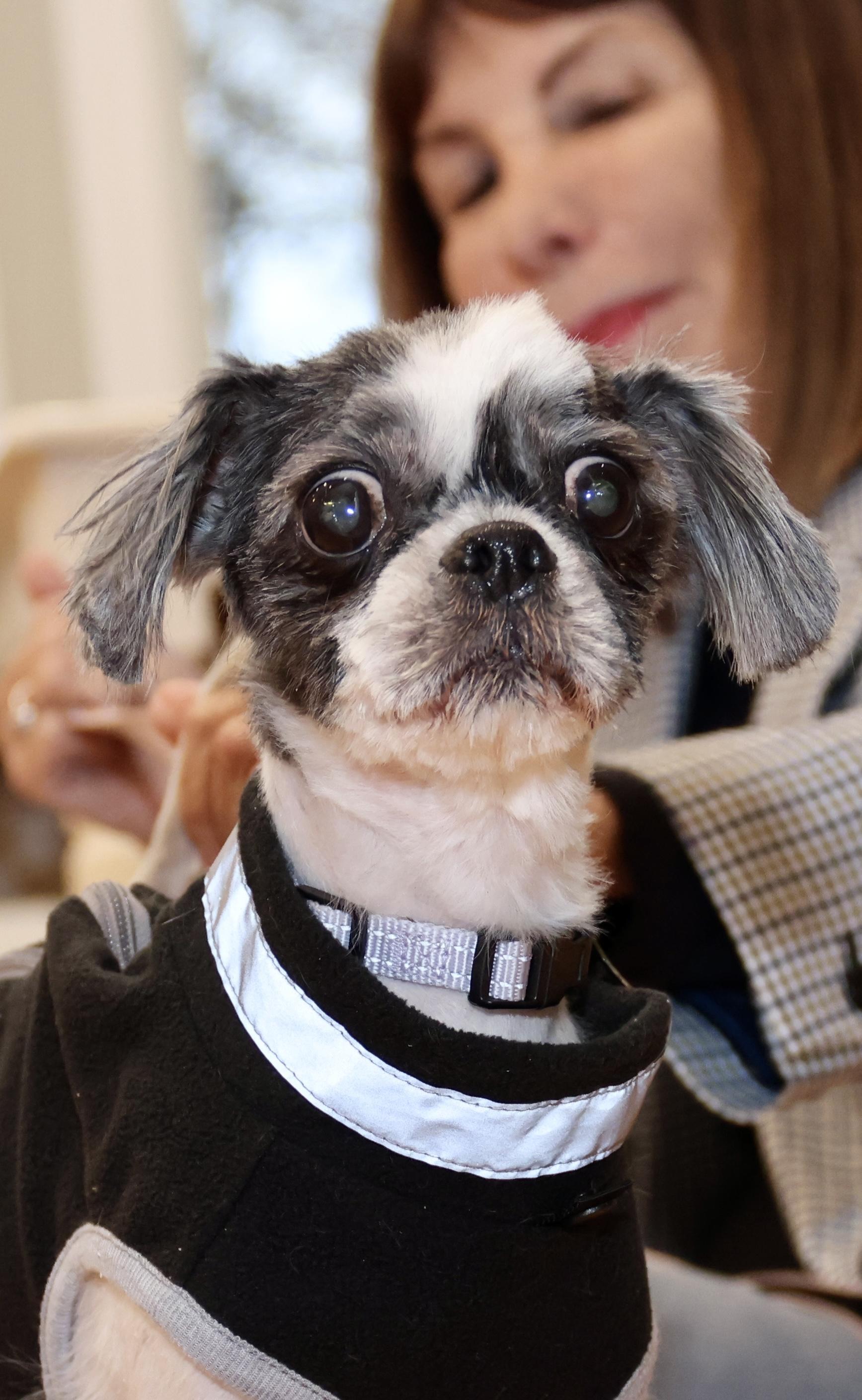 An adult small-sized female Shih Tzu dog named Penny for adoption in POTOMAC, MD