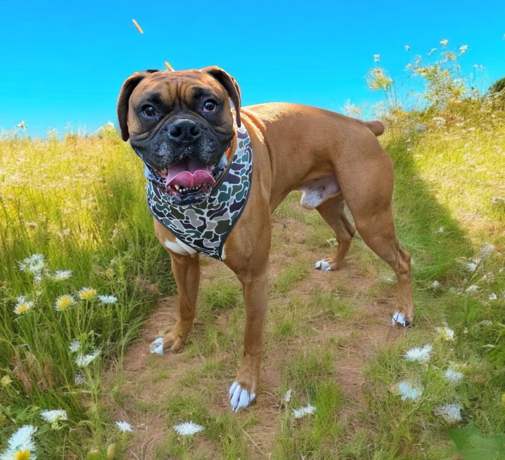 An adult medium-sized male Yellow / Tan / Blond / Fawn Boxer dog named Denver for adoption in Dallas, GA