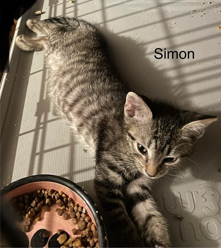 Simon