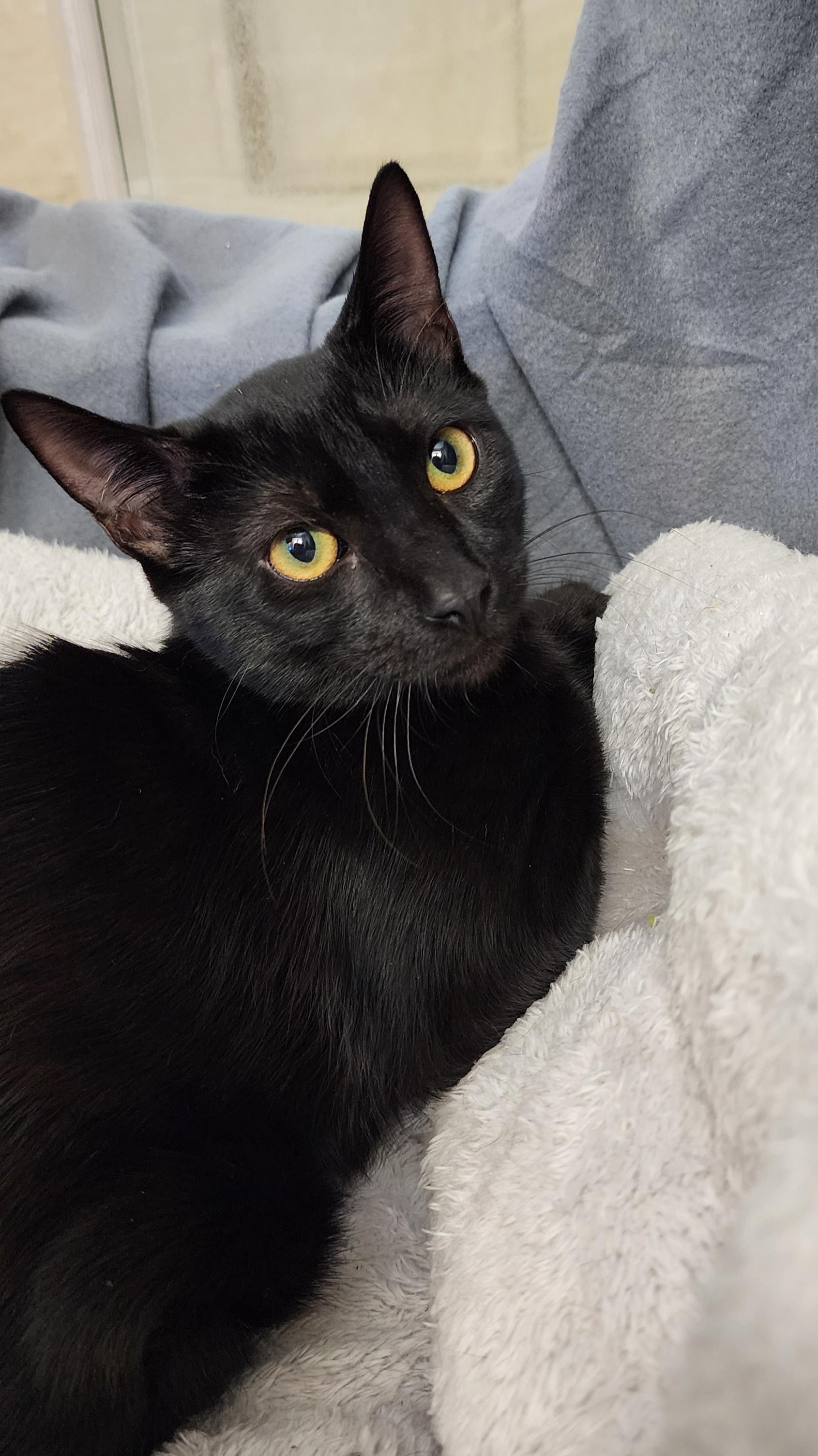 A young medium-sized male Black Domestic Short Hair cat named Dash for adoption in Conroe, TX
