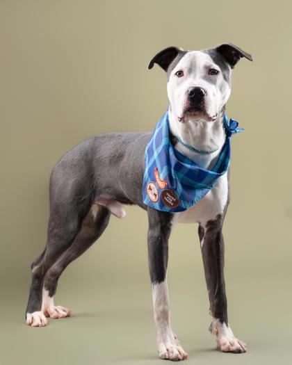 An adult large-sized male Pit Bull Terrier dog named Oswald for adoption in Atlanta, GA