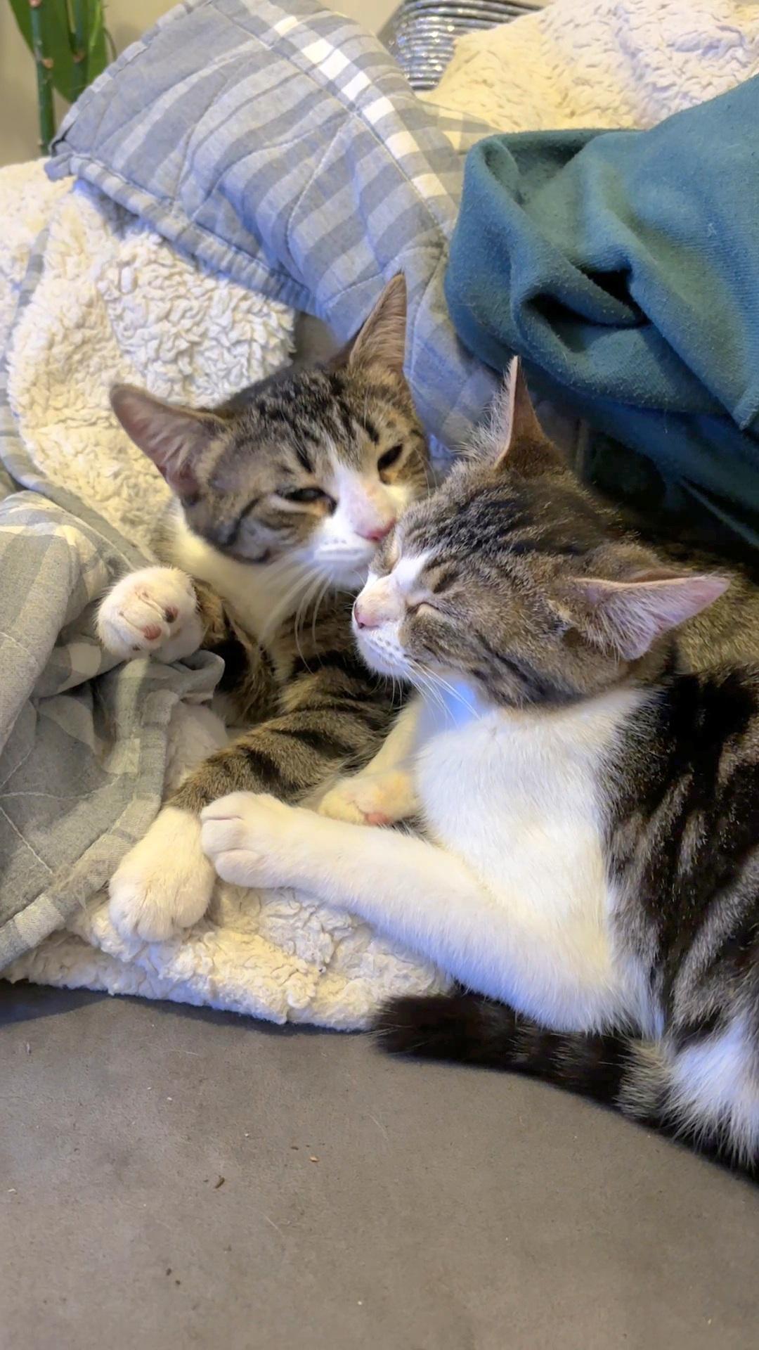 Cupid Shuffle And Cha