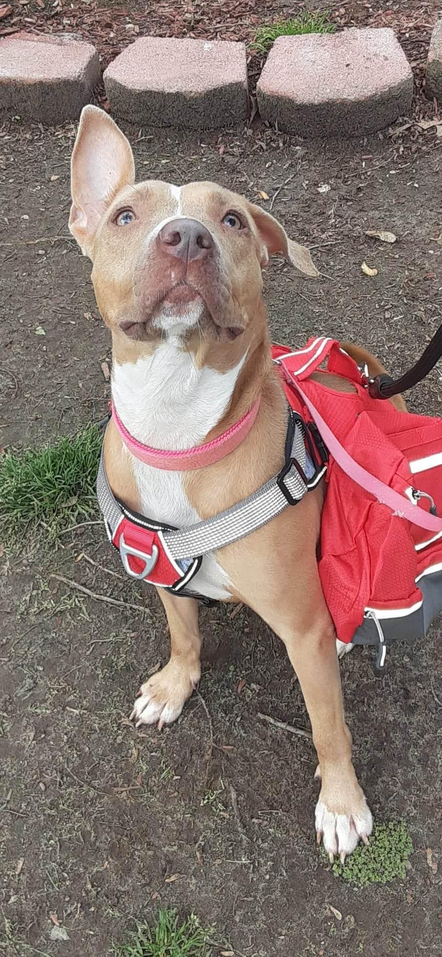 An adult medium-sized female Yellow / Tan / Blond / Fawn Pit Bull Terrier dog named Sensi for adoption in Zuni, VA