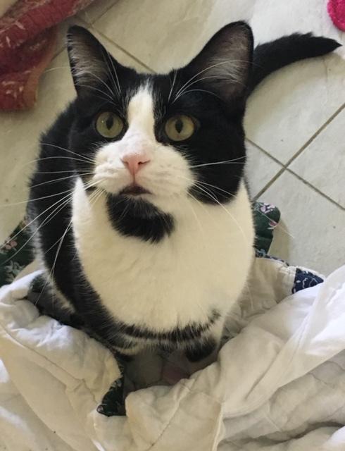 An adult medium-sized female Black & White / Tuxedo Domestic Short Hair cat named Eden! for adoption in Owensboro, KY