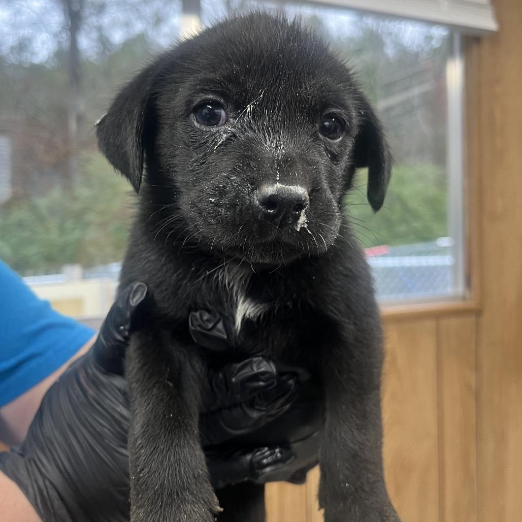 Christmas Tree photo 1