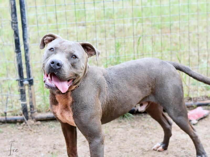 An adult large-sized male Gray / Blue / Silver Pit Bull Terrier dog named Ice for adoption in Humble, TX