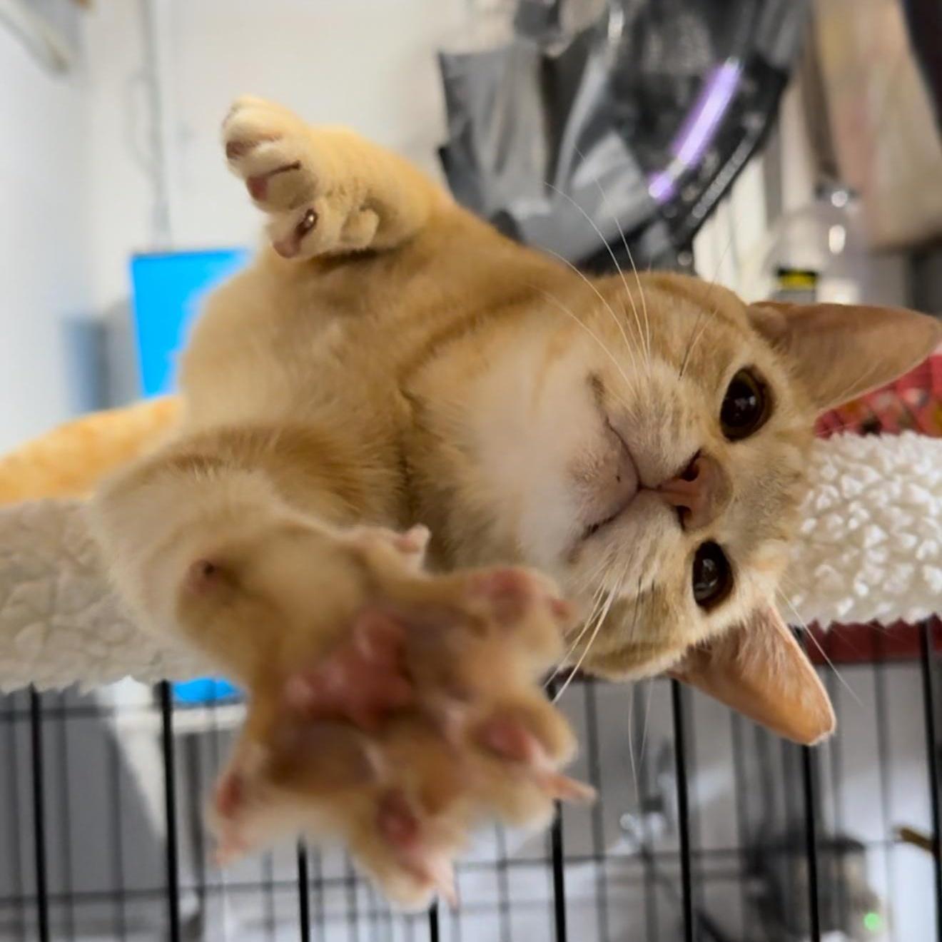 An adult large-sized male Orange / Red Tabby cat named Luce for adoption in Miami, FL