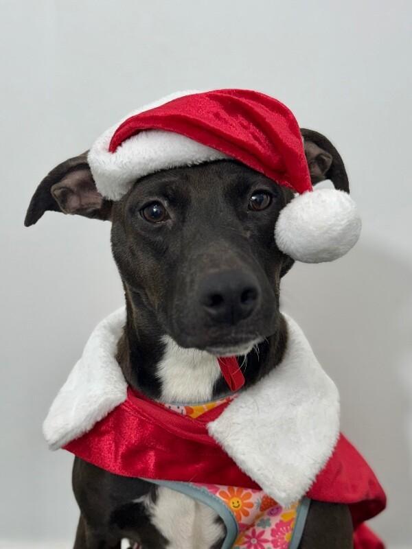 A young medium-sized female Black Labrador Retriever dog named Rumina for adoption in Carlsbad, CA