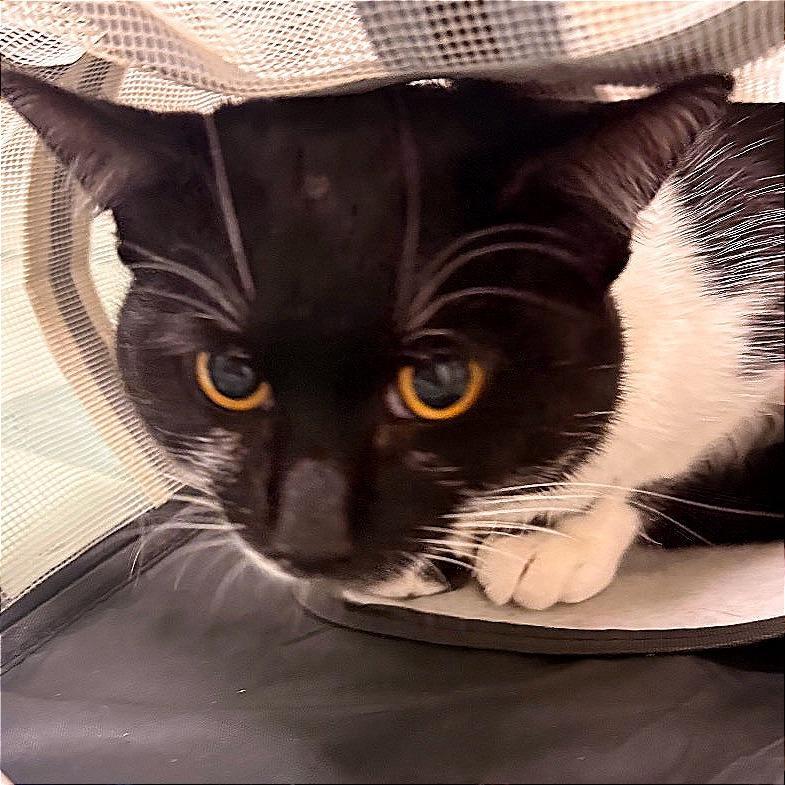 Sylvie