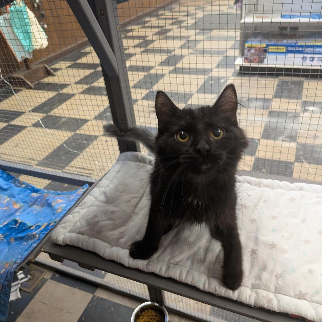 Sootsprite Special Needs