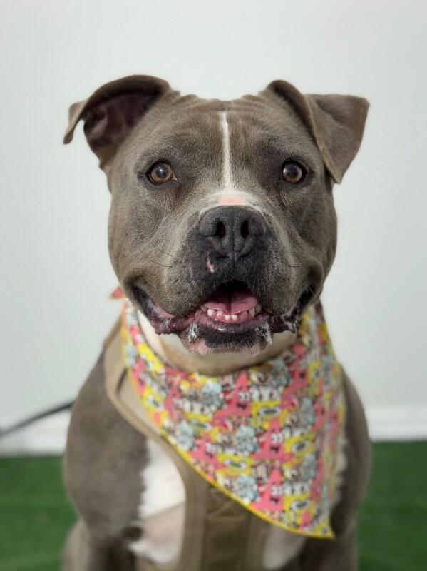 A young large-sized female Gray / Blue / Silver Pit Bull Terrier dog named Pippa for adoption in Carlsbad, CA