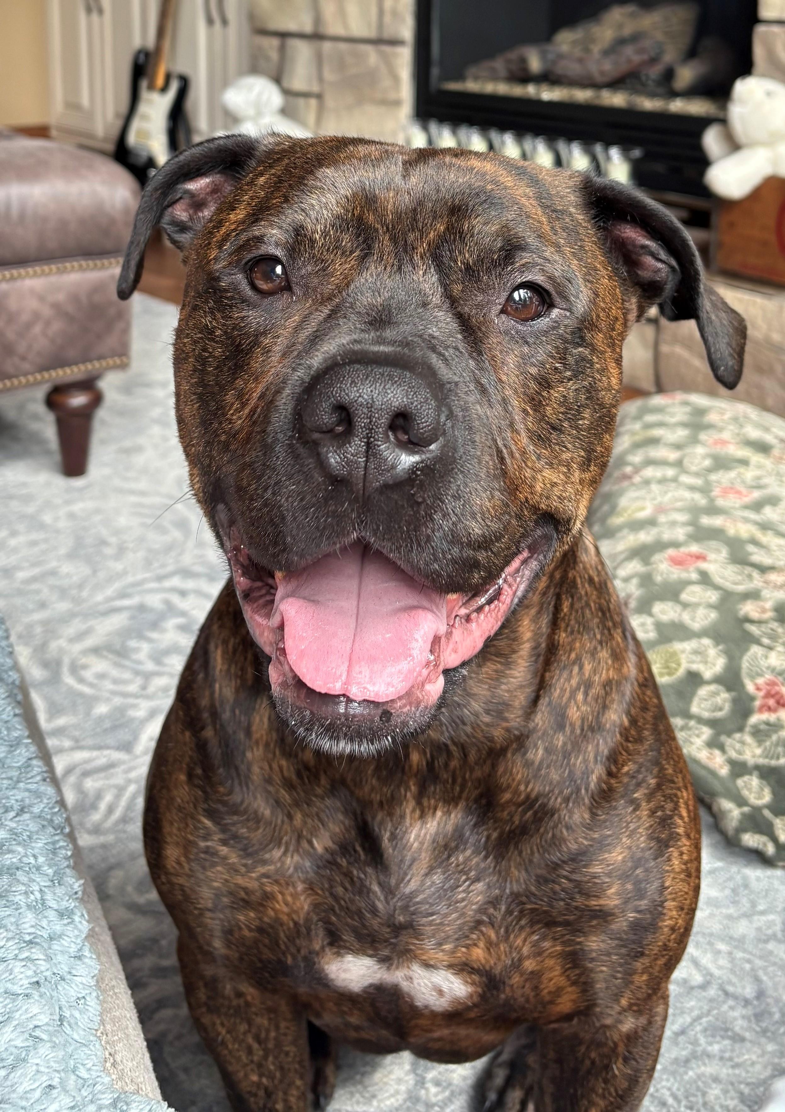 Dukelap Dog! Loves To