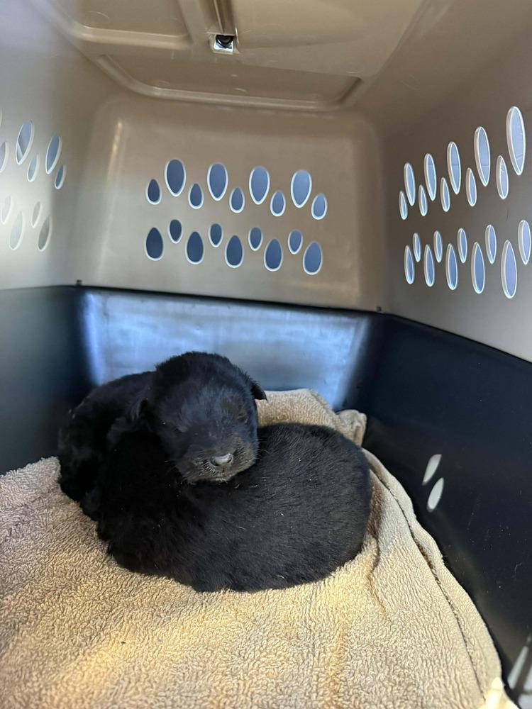 Wild Things Moose Located