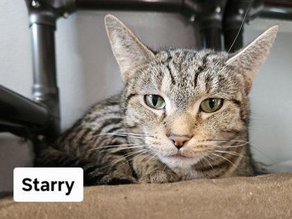 Starry