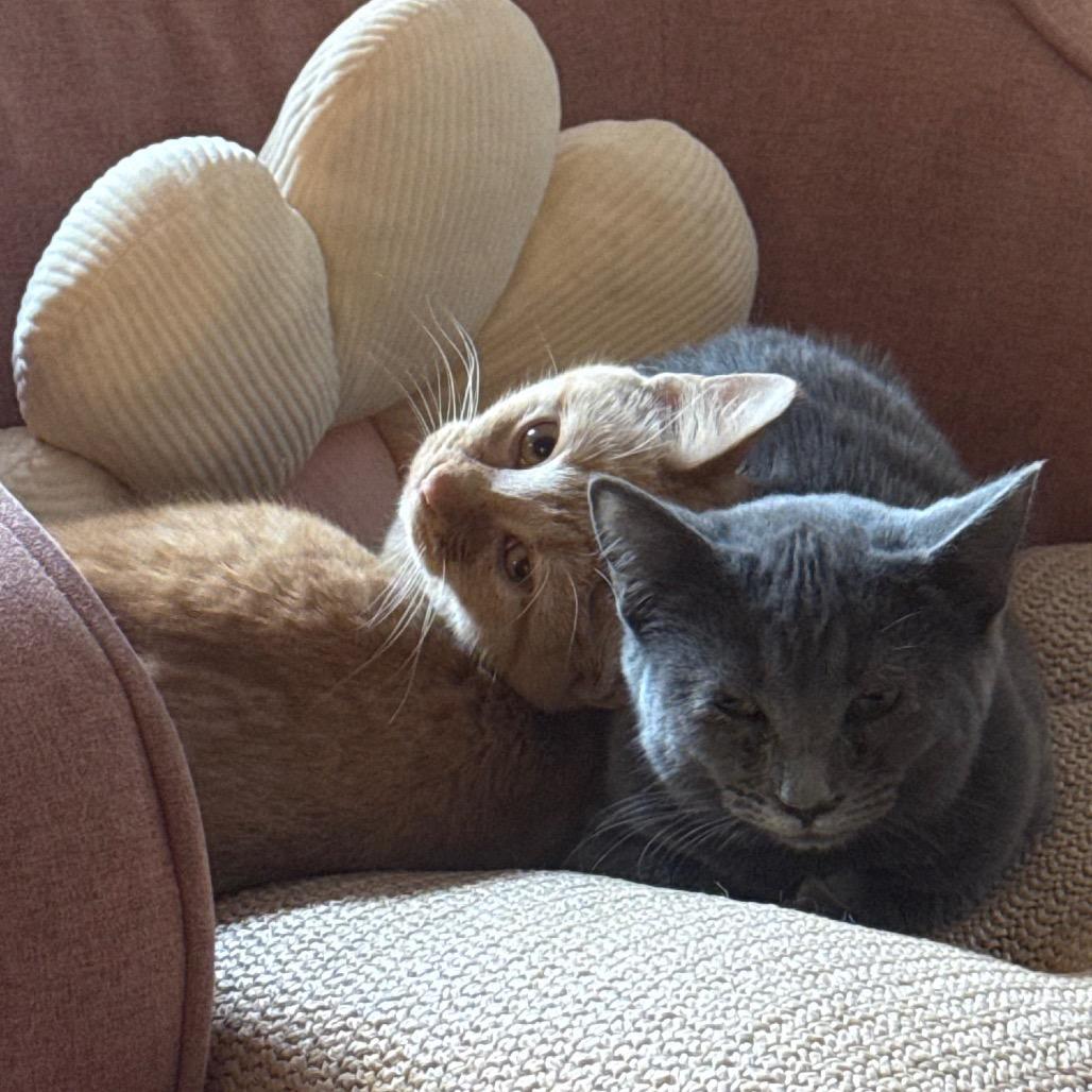 Super Siblings: Kara