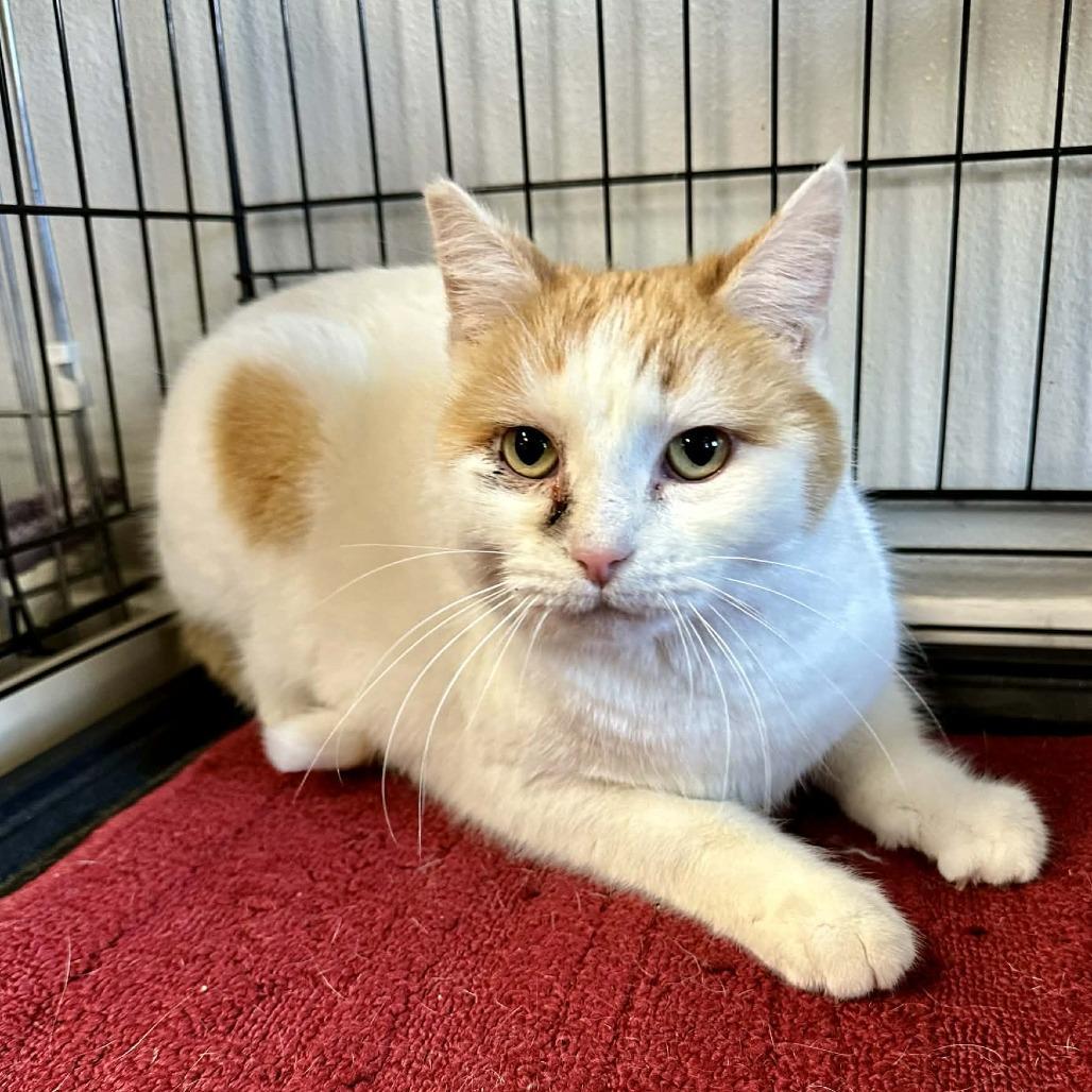 Pamela Washington Petsmart