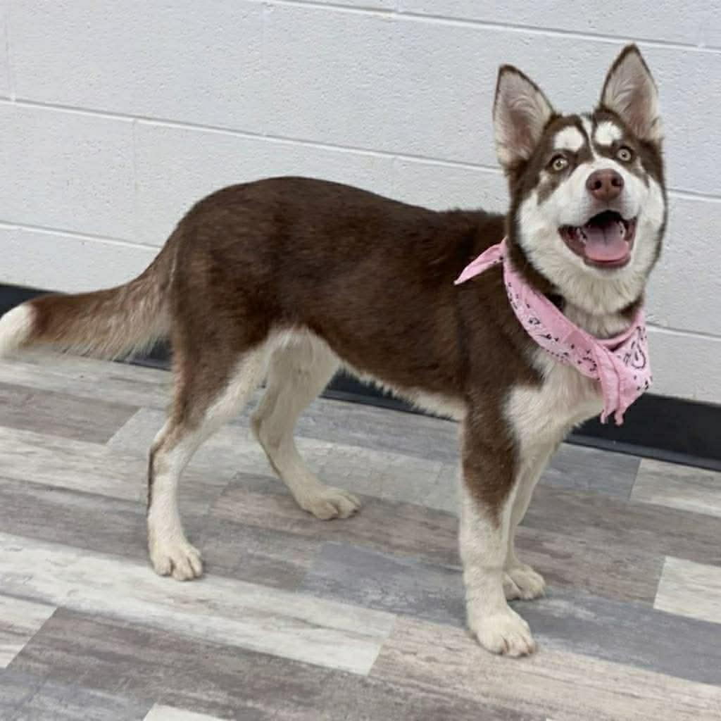 S’mores The Smiley Husky