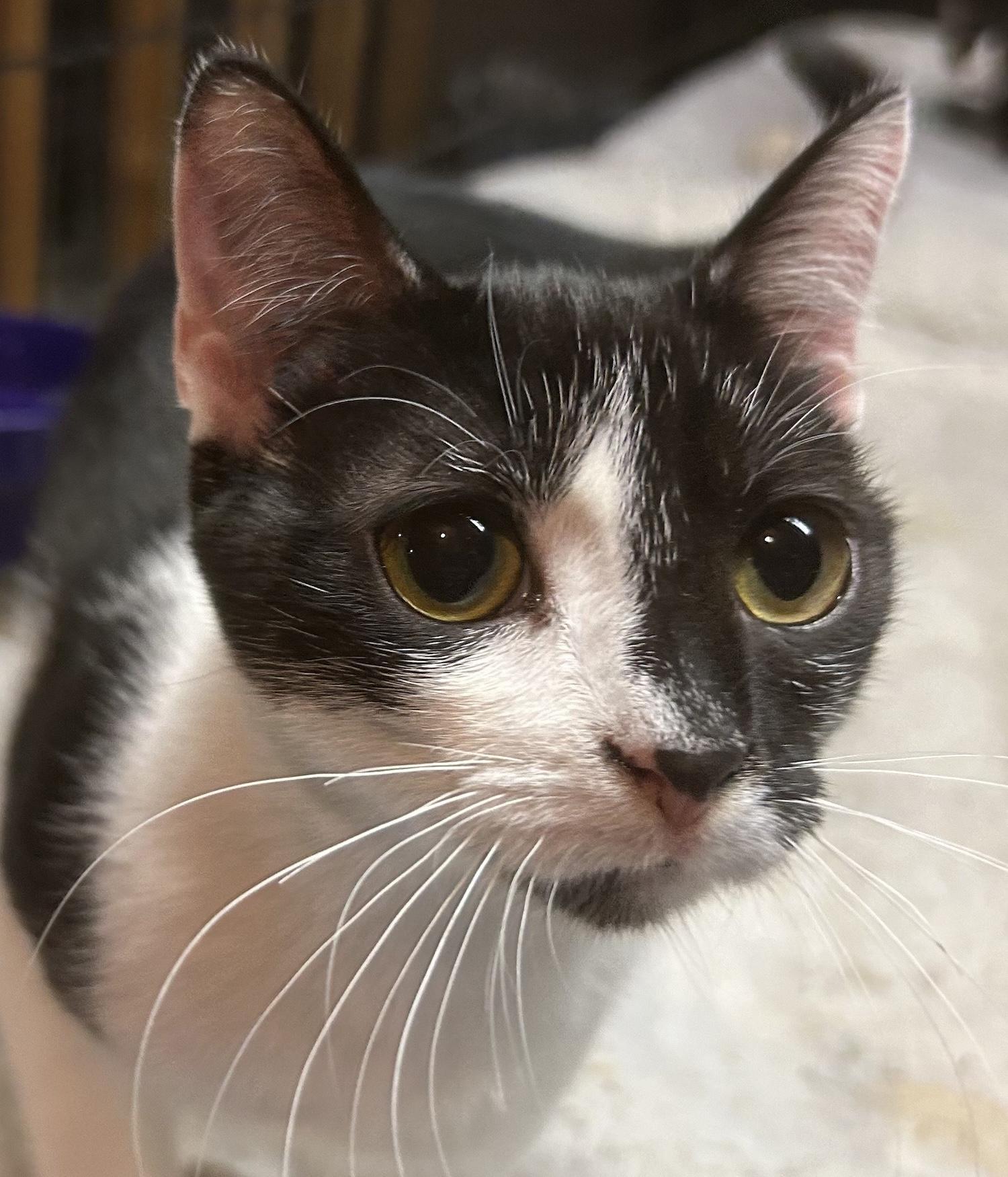 A young medium-sized female Black & White / Tuxedo Domestic Short Hair cat named Bovary for adoption in Smithfield, NC