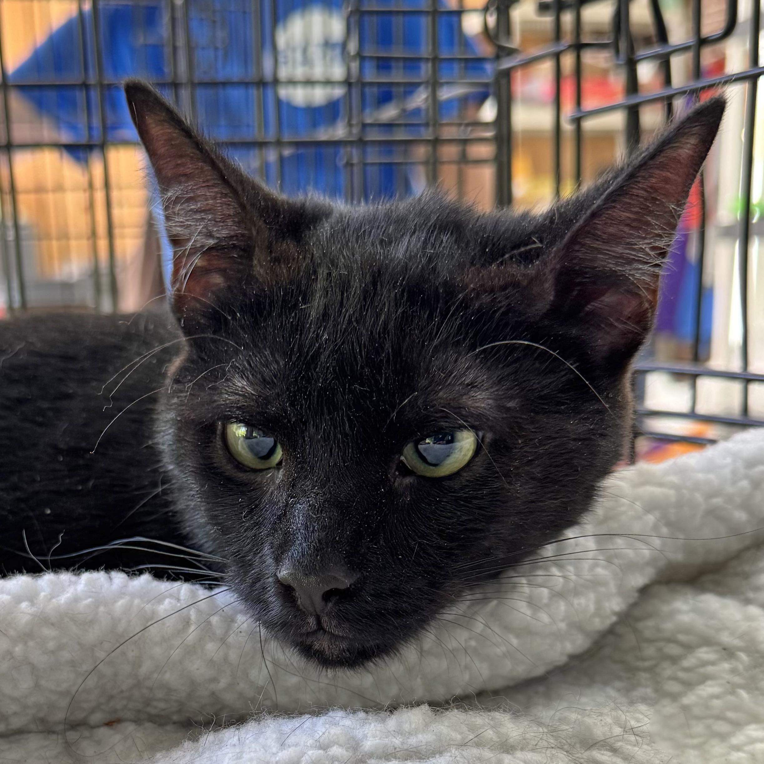 Simba Fully Sponsored