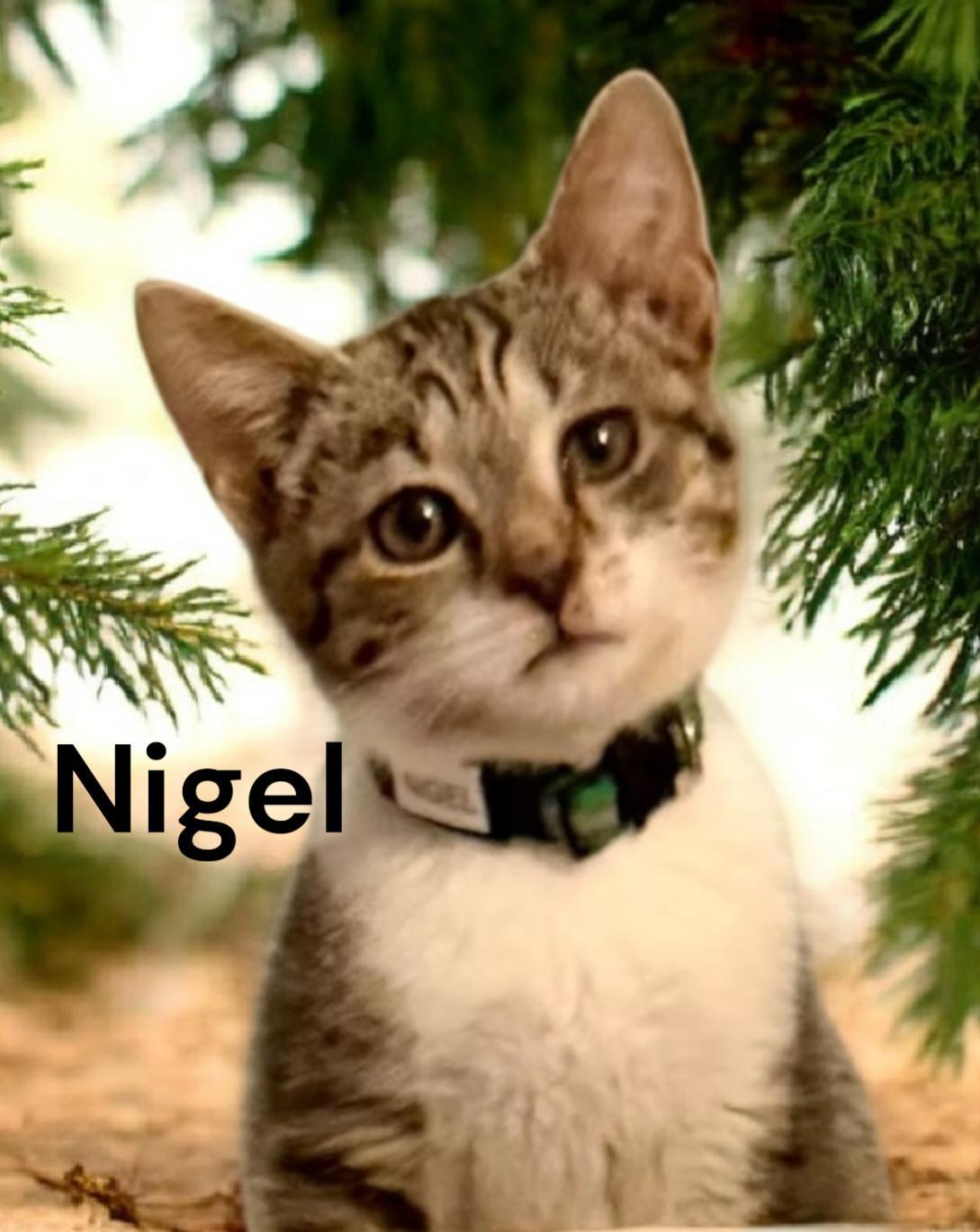 Nigel