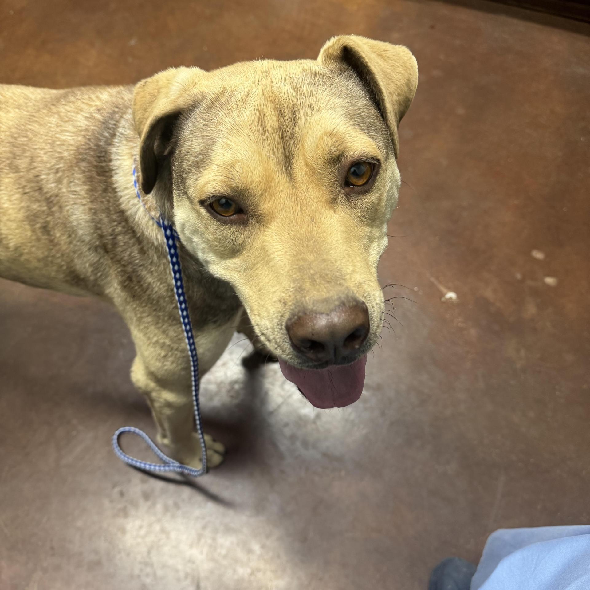 An adult medium-sized male Apricot / Beige Yellow Labrador Retriever dog named Buddy for adoption in Holly Springs, MS