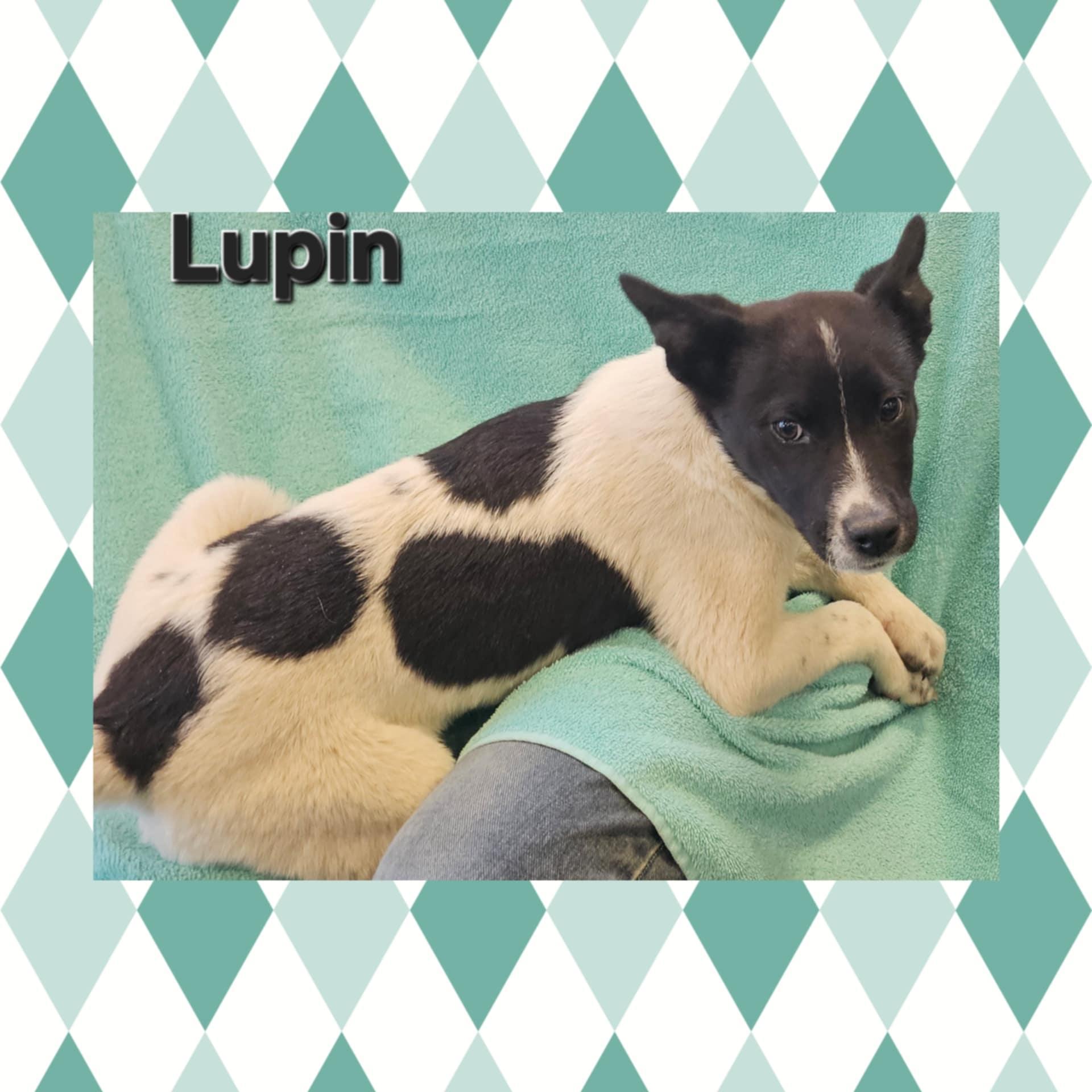 Lupin