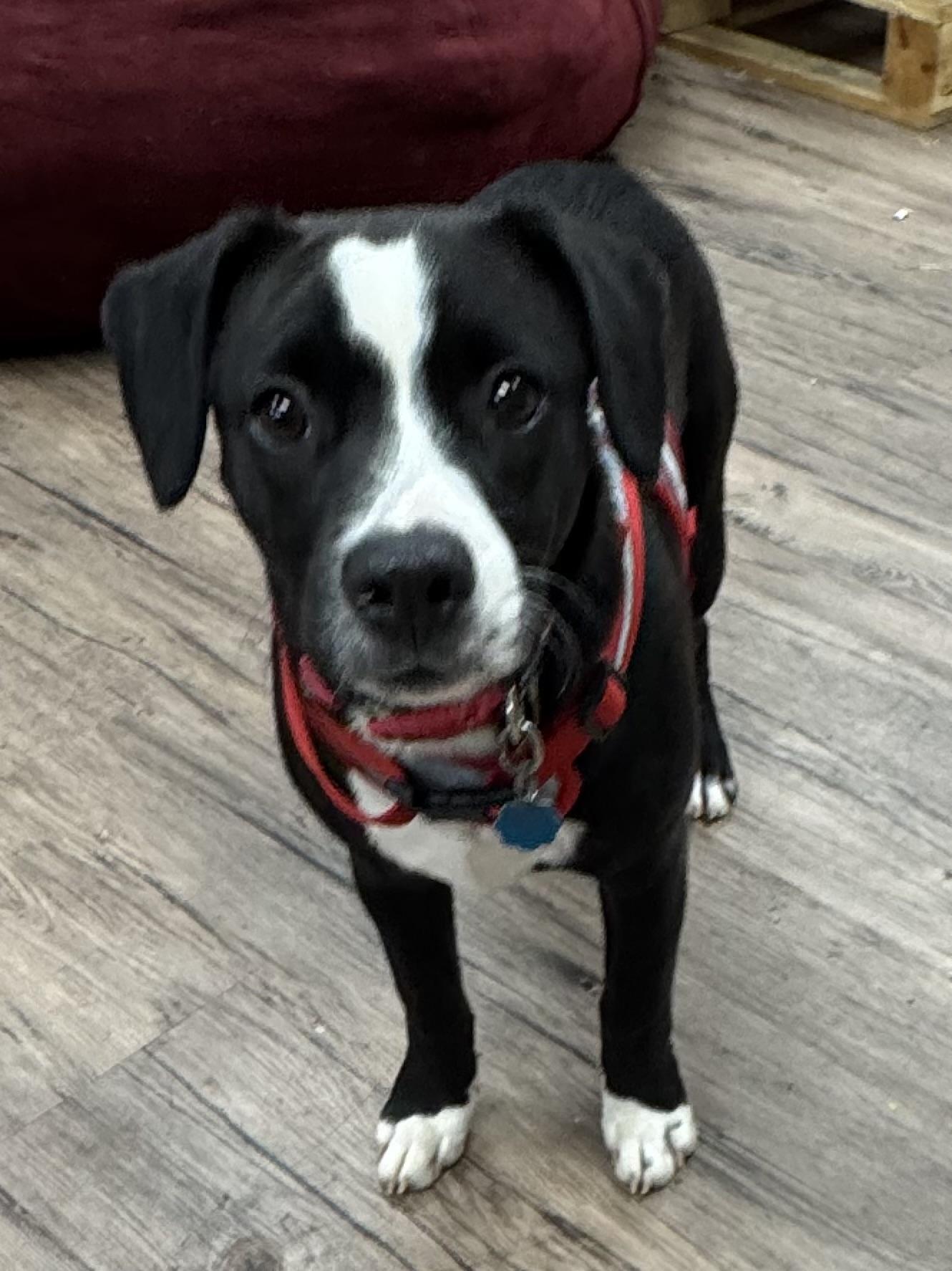 A baby medium-sized female Black Labrador Retriever dog named Terra for adoption in Alexandria, LA