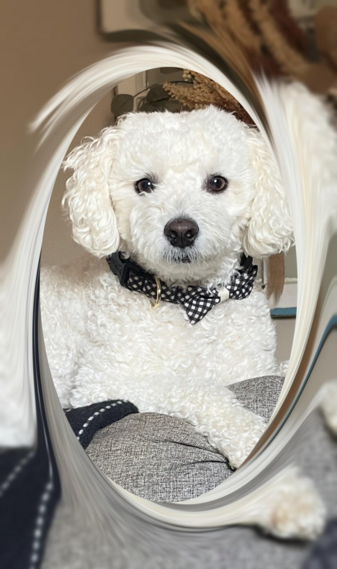 An adult small-sized male Bichon Frise dog named Buddy Va for adoption in Tulsa, OK