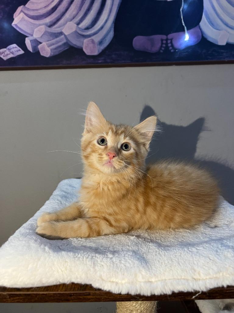 A baby medium-sized male Domestic Short Hair cat named Ceruleanno Longer Accepting Apps for adoption in Minneapolis, MN