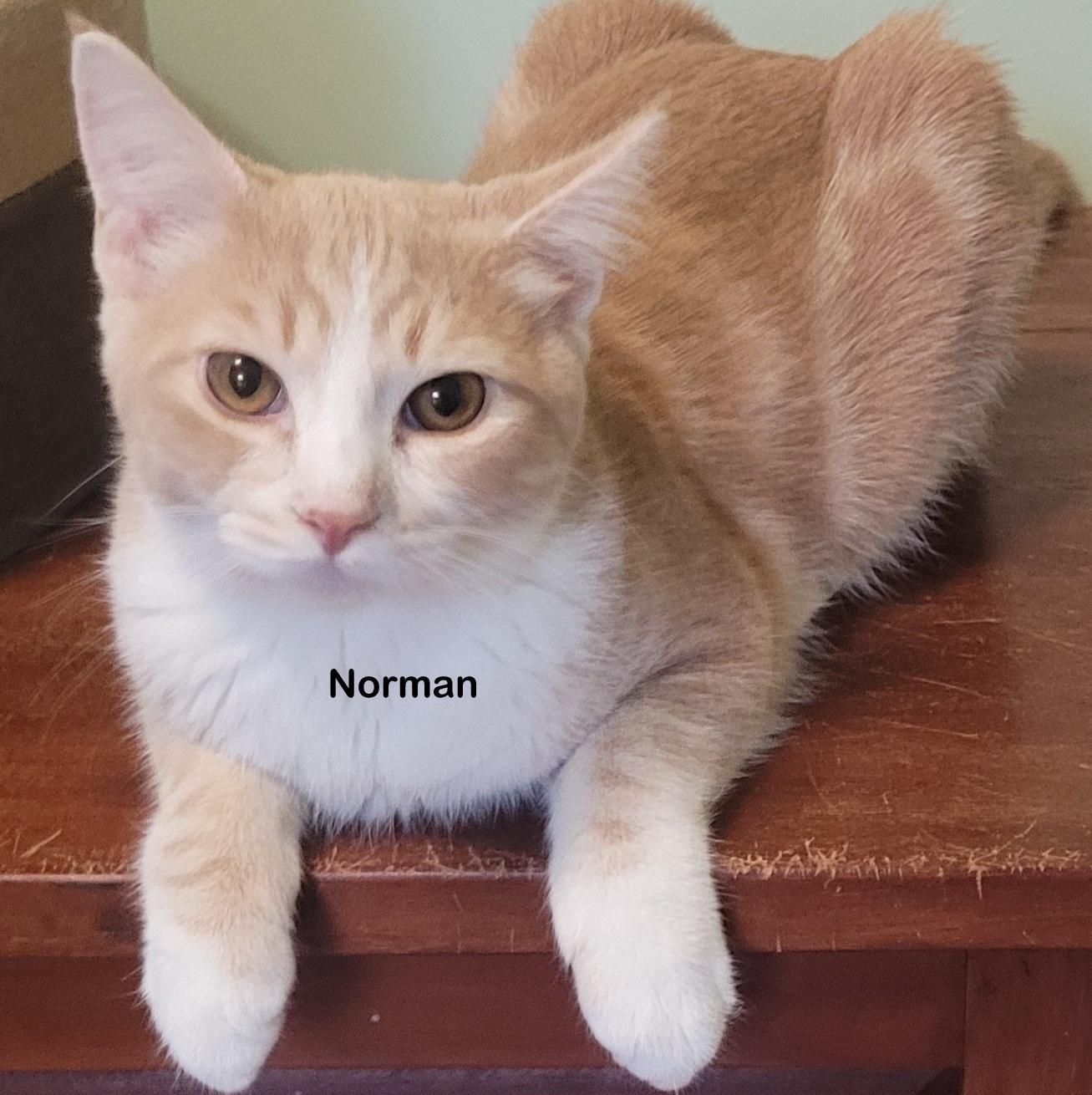 Norman