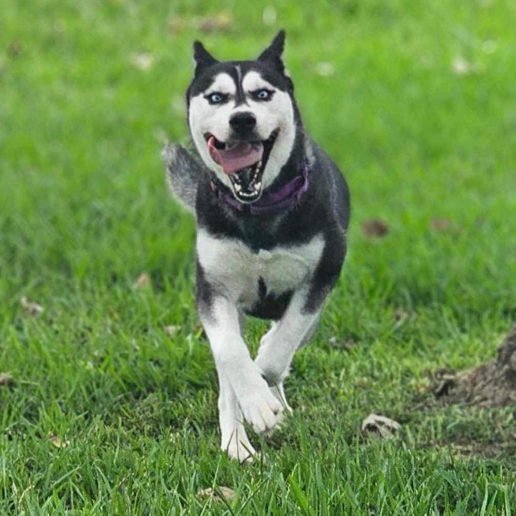 An adult medium-sized female Siberian Husky dog named Cici for adoption in Sumter, SC
