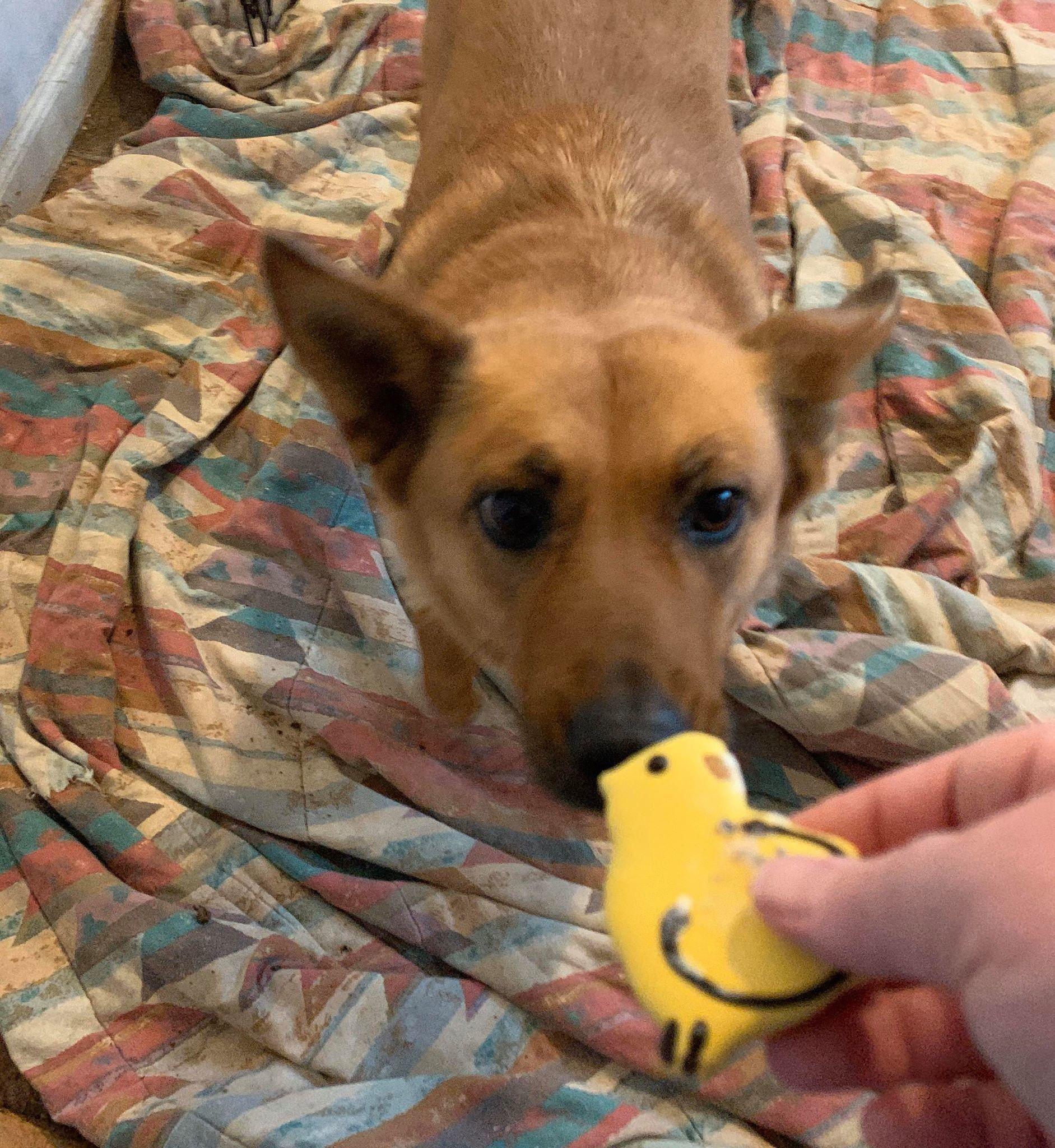 Renegade Socially Imperfect