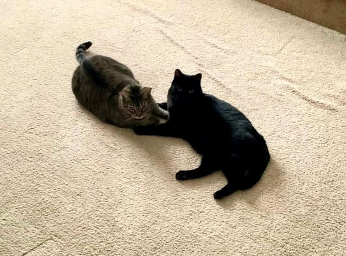 Zzcourtesy Listing For Oscar