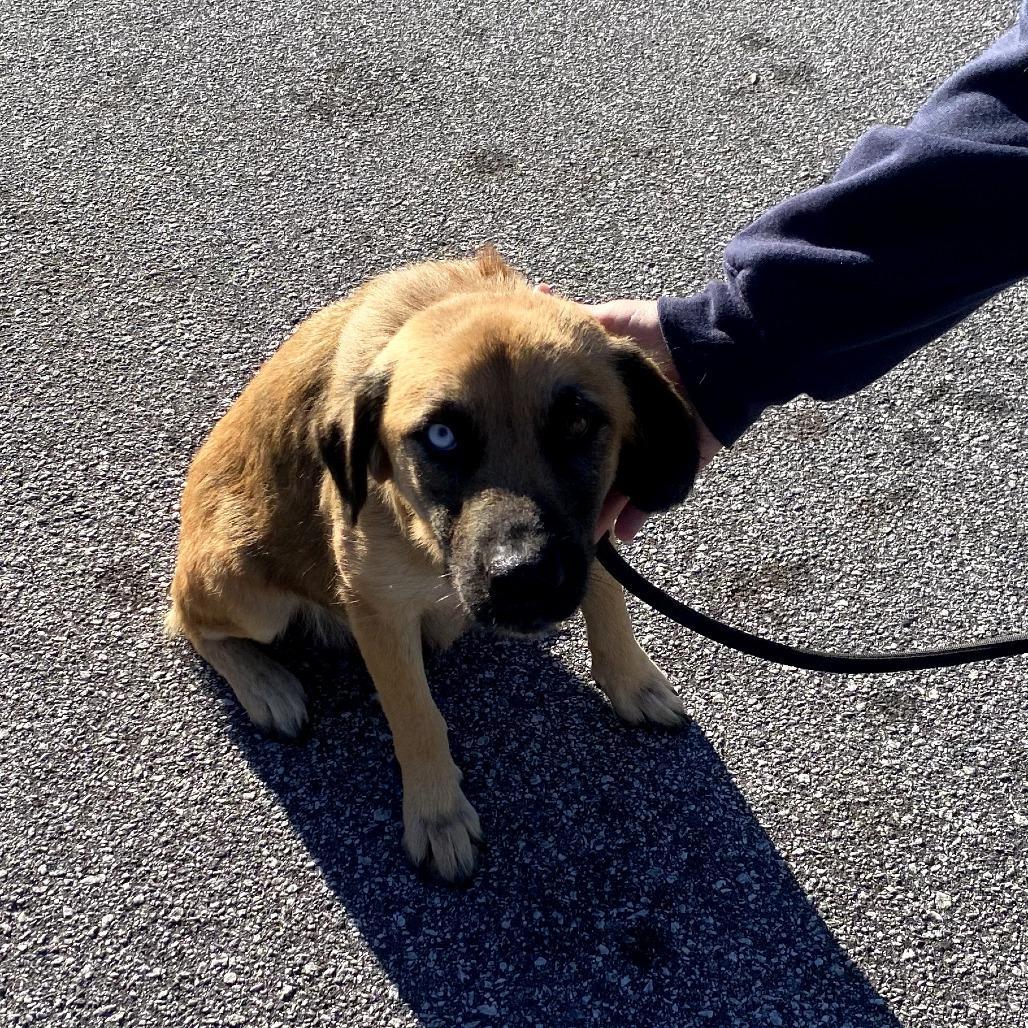 An adult medium-sized female Yellow / Tan / Blond / Fawn Labrador Retriever dog named Kindle for adoption in Alexandria, VA