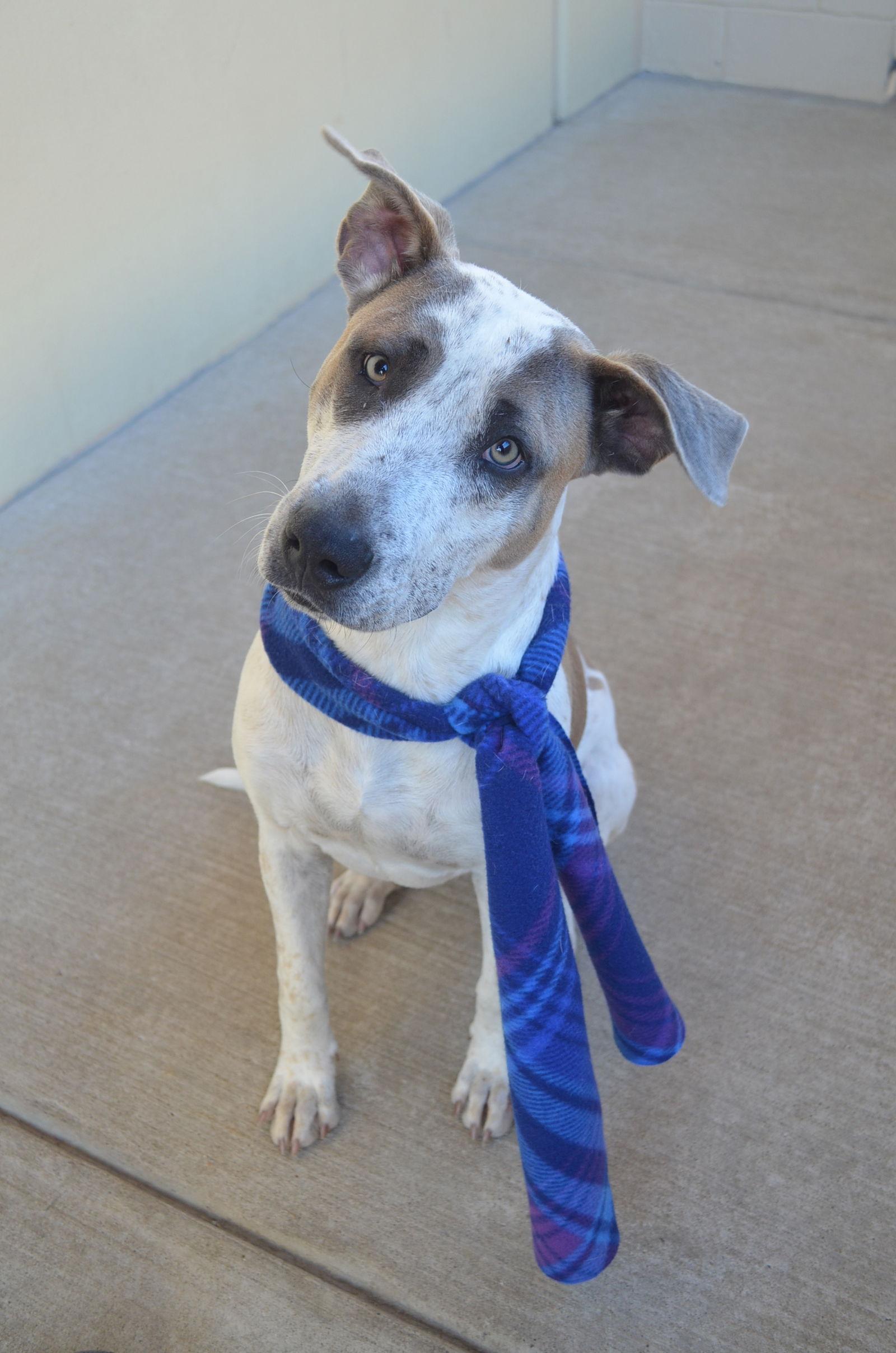 A young large-sized male Australian Cattle Dog / Blue Heeler dog named Brisket for adoption in McKinney, TX