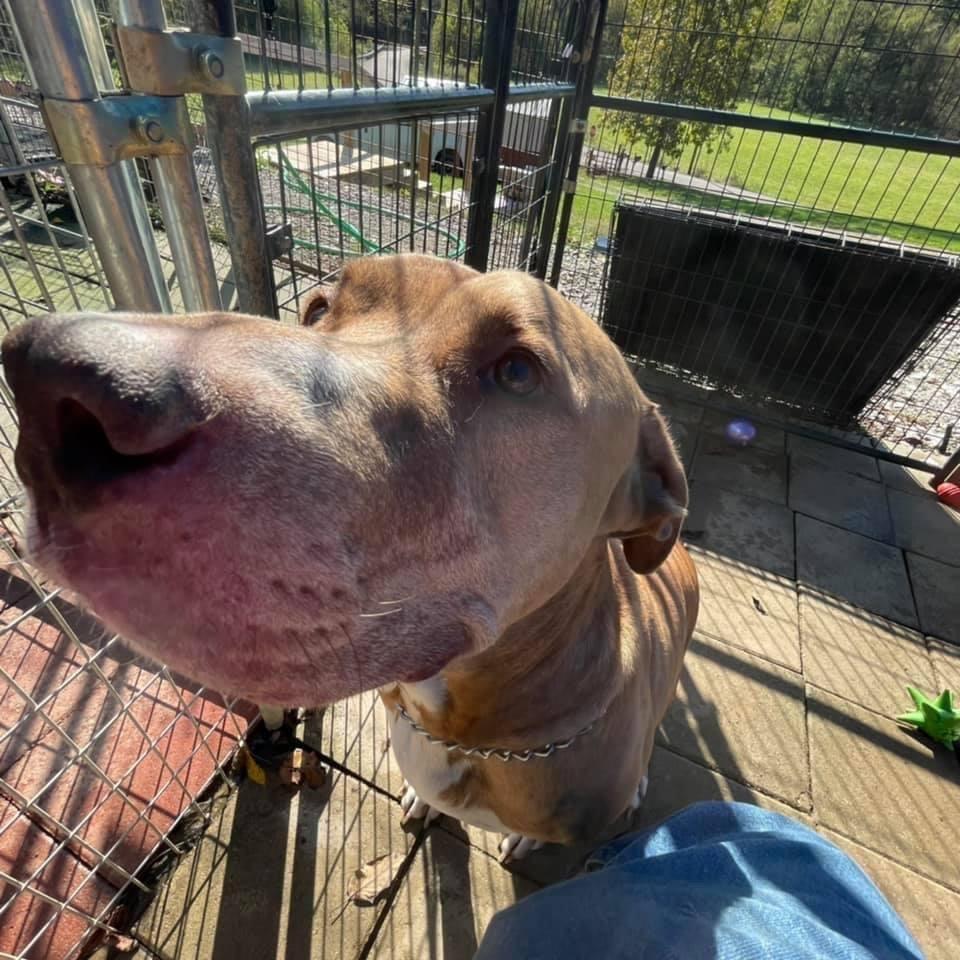 A senior extra large-sized male Yellow / Tan / Blond / Fawn American Staffordshire Terrier dog named Mojo for adoption in Elizabeth, WV
