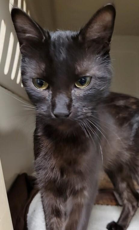 An adult medium-sized female Black Domestic Short Hair cat named Skyler for adoption in Robinson, IL