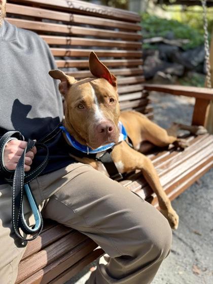 An adult medium-sized male Mixed Breed dog named The Miz for adoption in Atlanta, GA