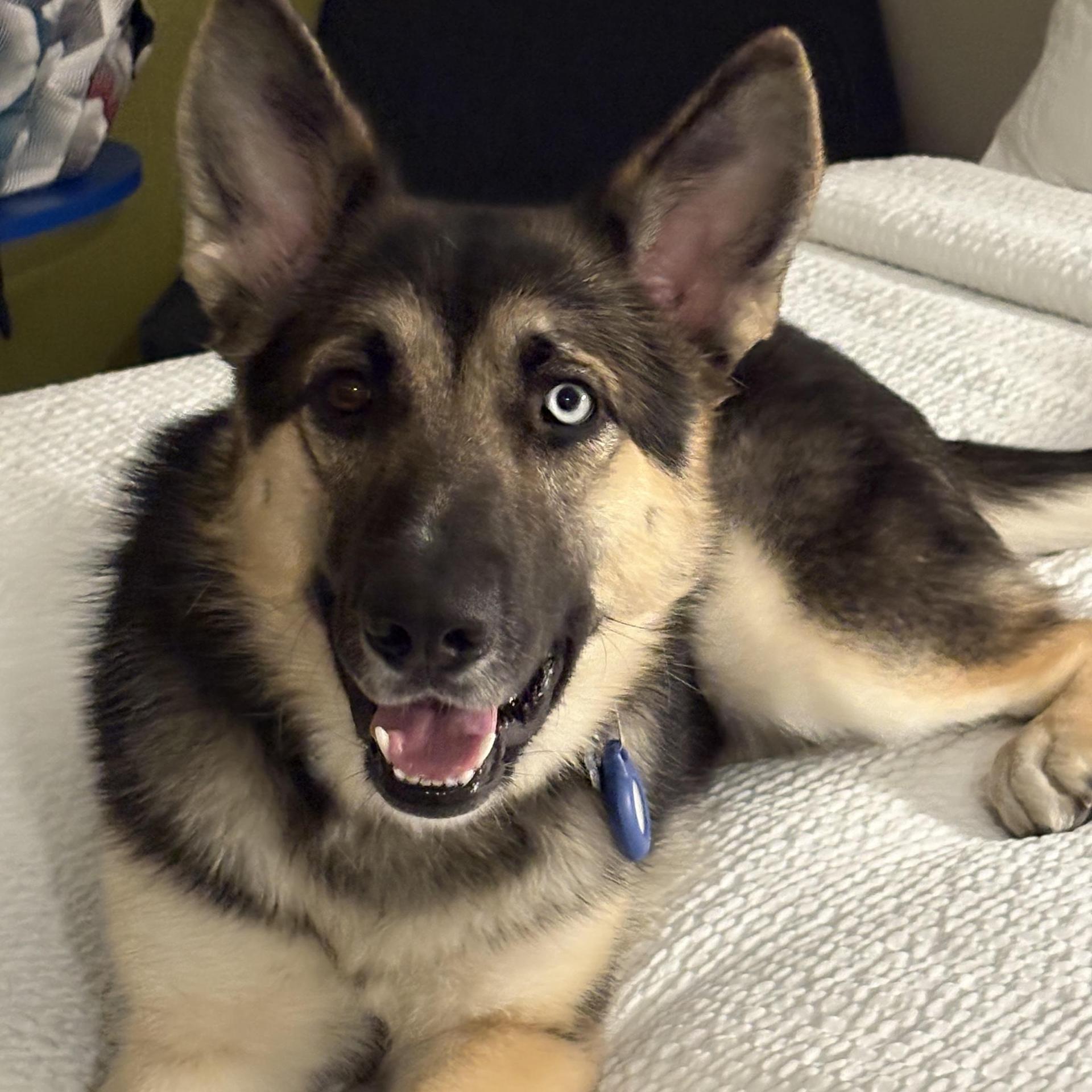 An adult large-sized female Tricolor (Brown, Black, & White) German Shepherd Dog dog named Zelda for adoption in Houston, TX