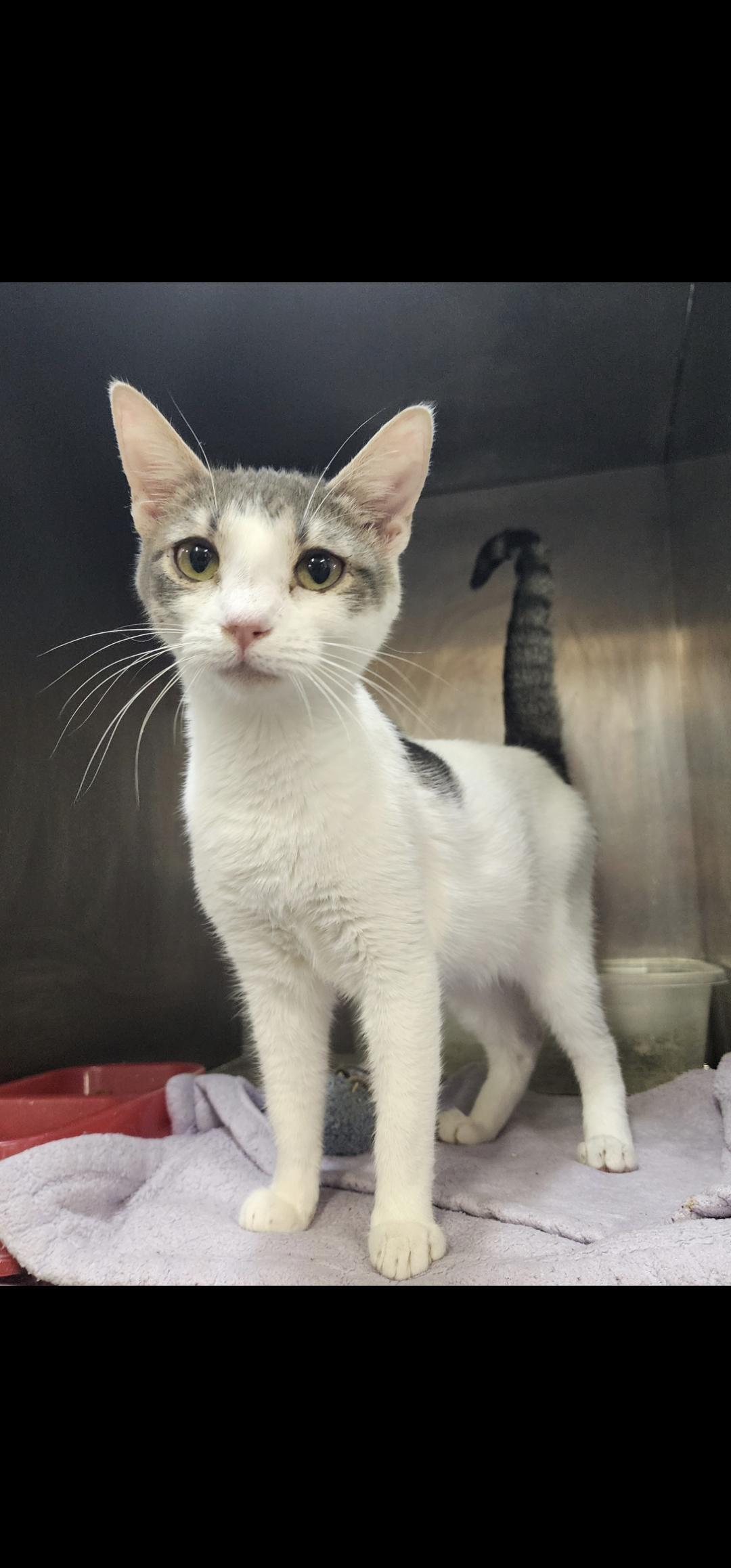 A young medium-sized female Gray & White Domestic Short Hair cat named Scarlett for adoption in Chuckey, TN