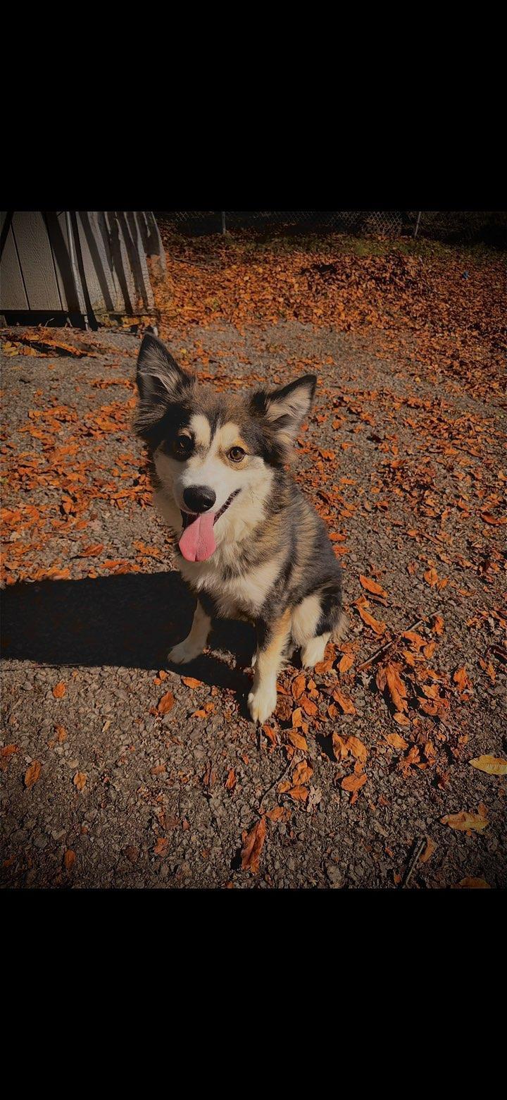 An adult medium-sized male Border Collie dog named Shadow for adoption in Hermitage, PA