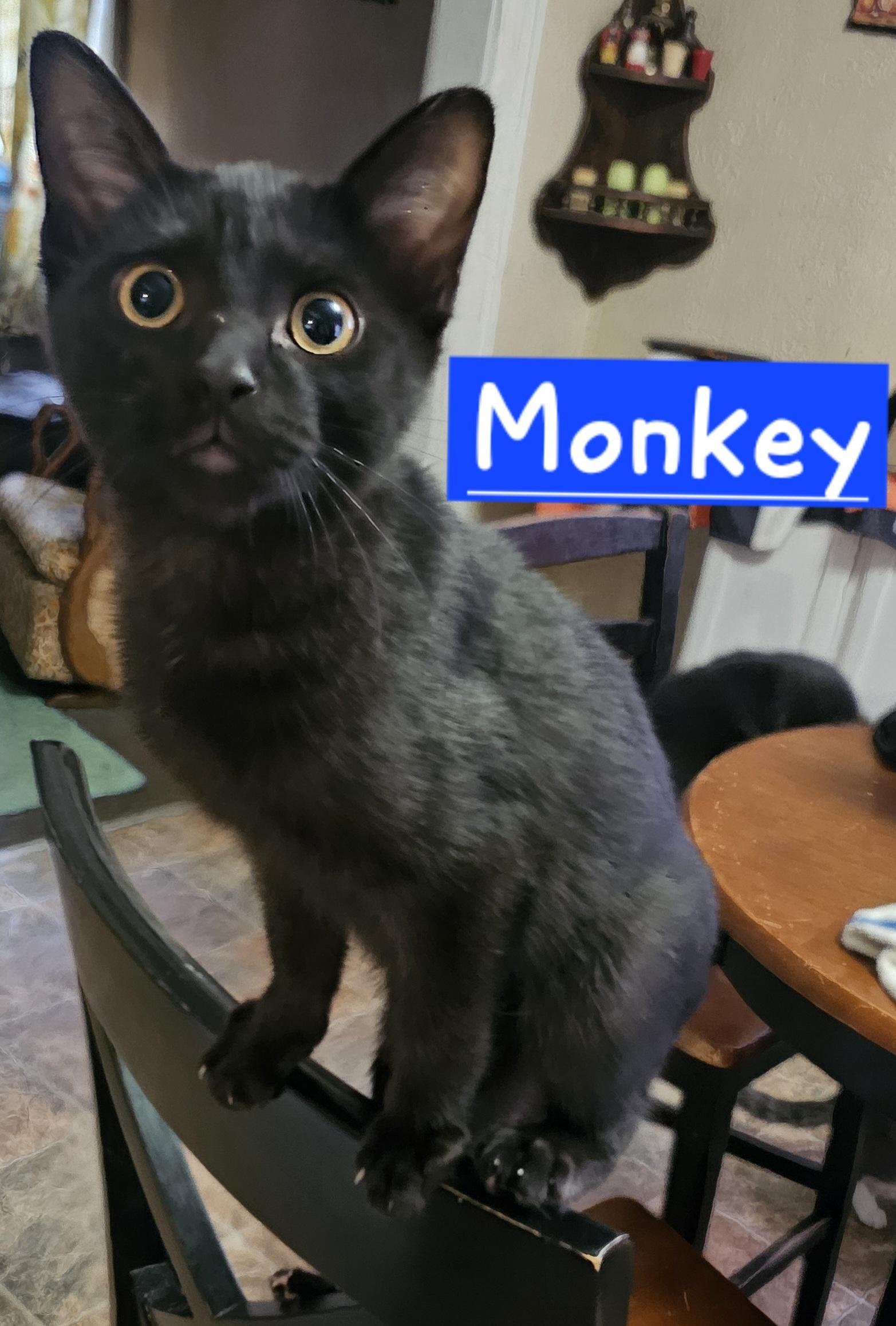 Monkey