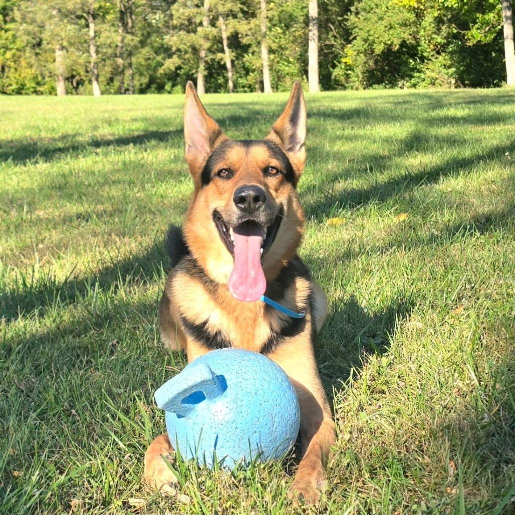 An adult large-sized male Brown / Chocolate German Shepherd Dog dog named Major for adoption in Mooresville, IN