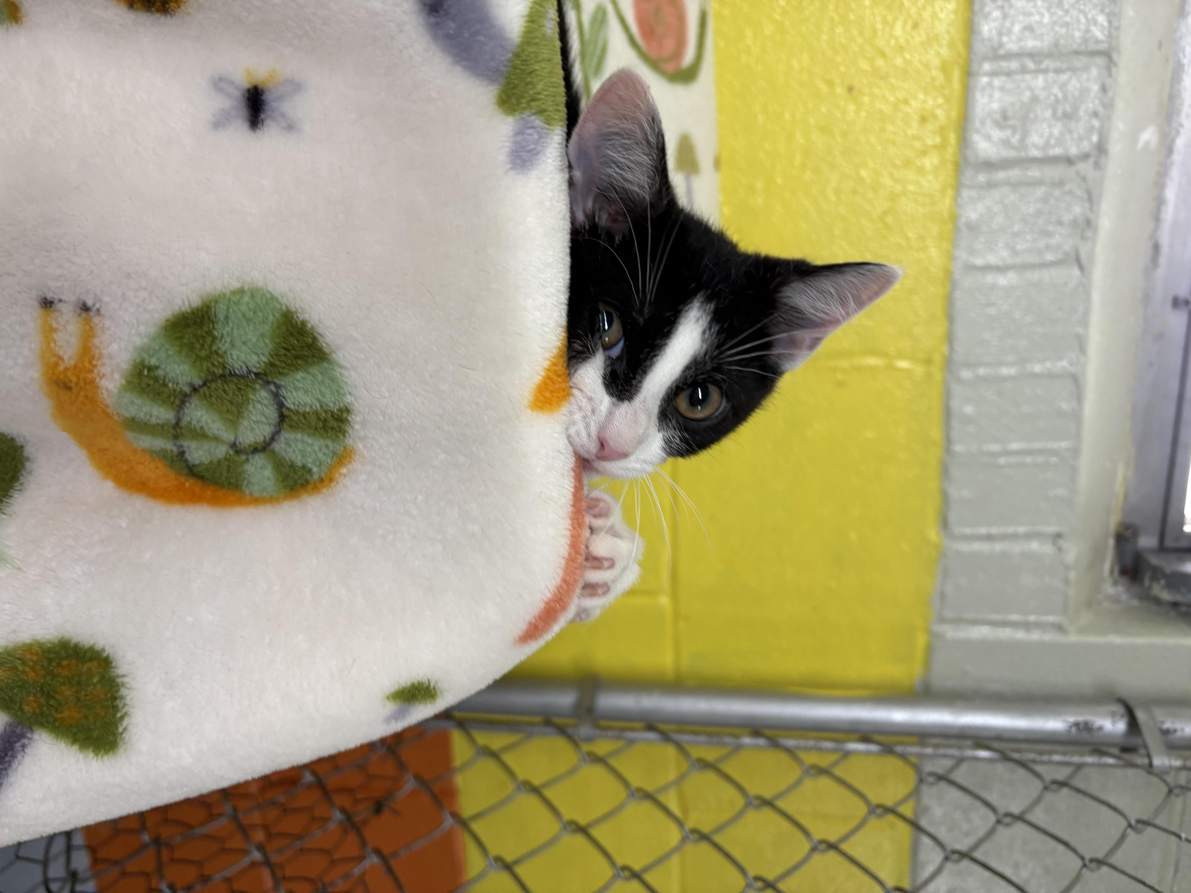 Cornelius + Grumbalina Jr.