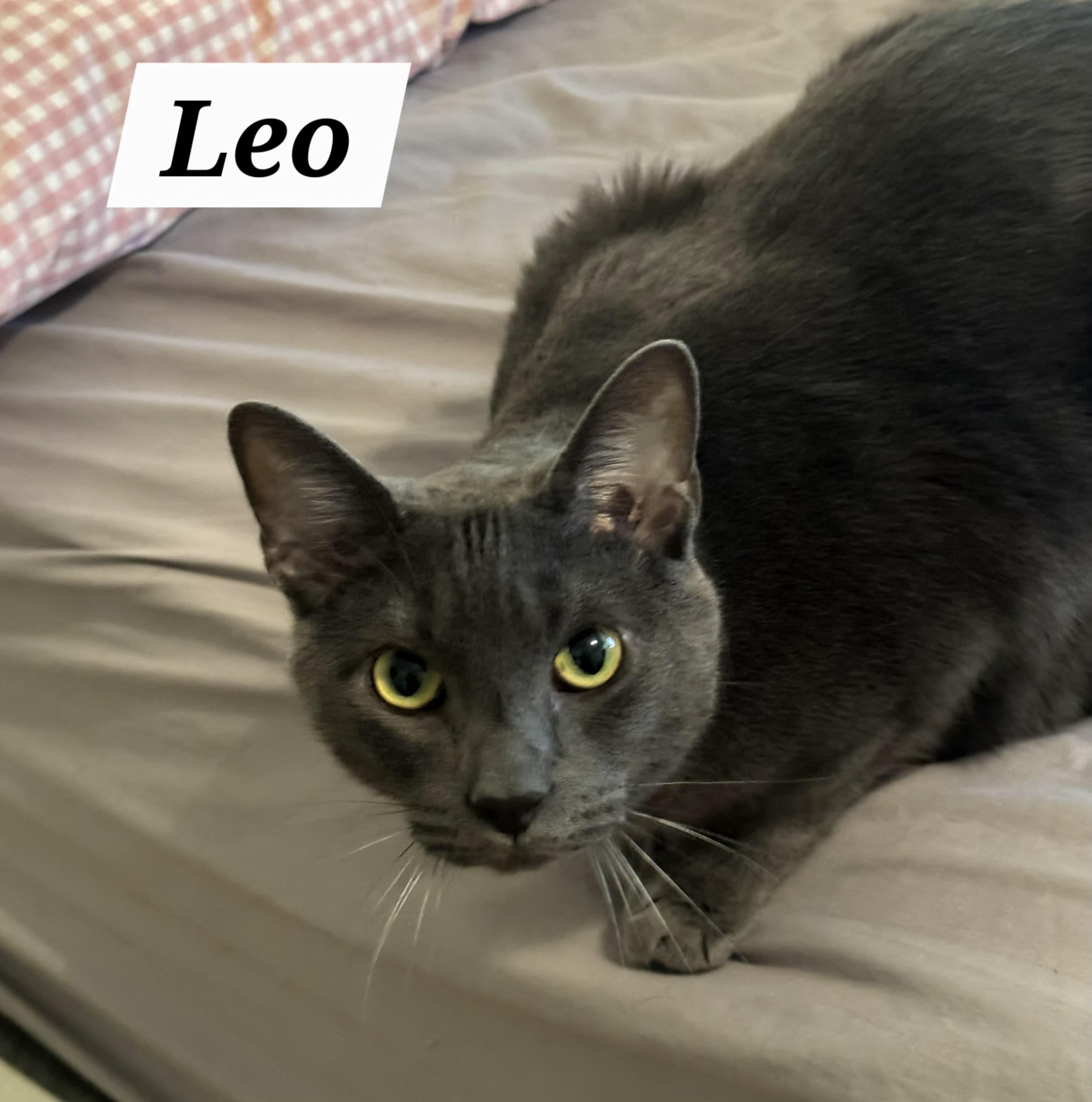 Leo
